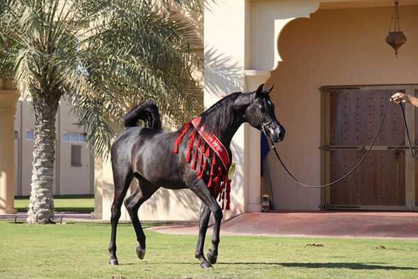 Arabian_Horse_Festival